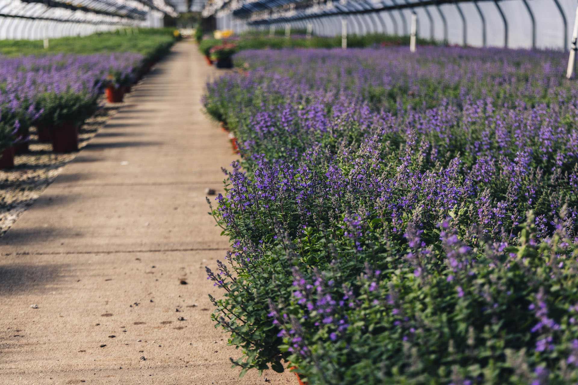 Casa Verde Growers Northeast Ohio's Premier Plant Wholesale Facility